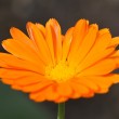 Orange Ringelblume Nr. 3