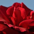 Rote Rosenblüte