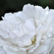 Weiße Rosenblüte