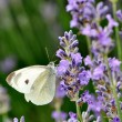 Schmetterling an Lavendel