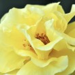 Zitronengelbe Rosenblüte