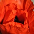 Phoenixroter Mohn