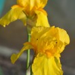 Goldene Iris