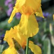 Goldene Iris