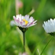 Gänseblümchen