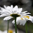 Margeriten im Sonnenschein