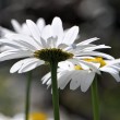 Margeriten im Sonnenschein Nr. 2