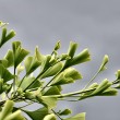 Gingko vor Regenhimmel