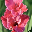 Rote Gladiole