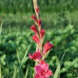 Rote Gladiole