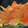 Orange Gladiole