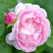 Rosa Rosenblüte