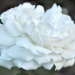 Weiße Rose Nr. 5