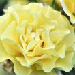 Goldgelbe Rose