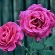 Opas alte Rosen