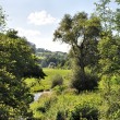 Sommer am Klingengrabengestade