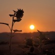 Sonnenblume bei Sonnenaufgang