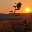 Sonnenblume bei Sonnenaufgang