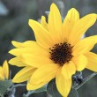 Sonnenblume auf der Fensterbank