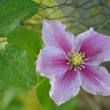 Clematis Nr. 2