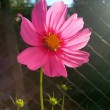 Cosmea im Abendlicht