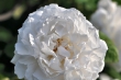 Weiße Rose
