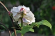 Weiße Rose Nr. 2