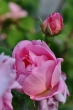 Rosa Rose