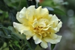 Zartgelbe Rosenblüte