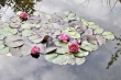 Seerosen im neuen Gartenteich