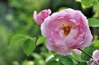 Englische Rose 2014