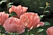 Lachsfarbener Riesenmohn 2014