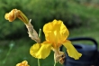Goldgelbe Iris