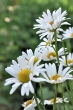 Margaritenblüten 2014