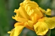 Goldgelbe Iris Nr. 2