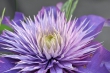 Clematis Nr. 1