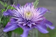 Clematis Nr. 2