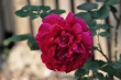 Opas alte Rose
