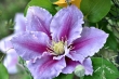 Clematis Nr. 3