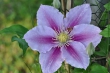 Clematis Nr. 4