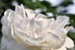 Weiße Rose Nr. 3