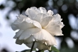 Weiße Rose Nr. 4