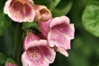 Fingerhutblüte