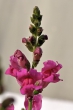 Purpurnes Löwenmäulchen
