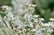 Mädesüßblüten Nr. 2
