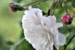 Omas weiße Rosen Nr. 1