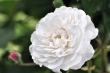 Omas weiße Rosen Nr. 3