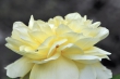 Zartgelbe Rose am neuen Gartenteich