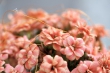 Kleine orangene Blümchen