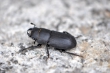 Kleiner schwarzer Laufkäfer